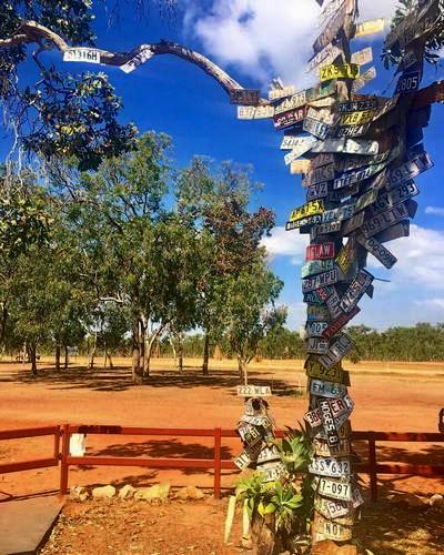 Rego plates on a tree at Bramwell Junction