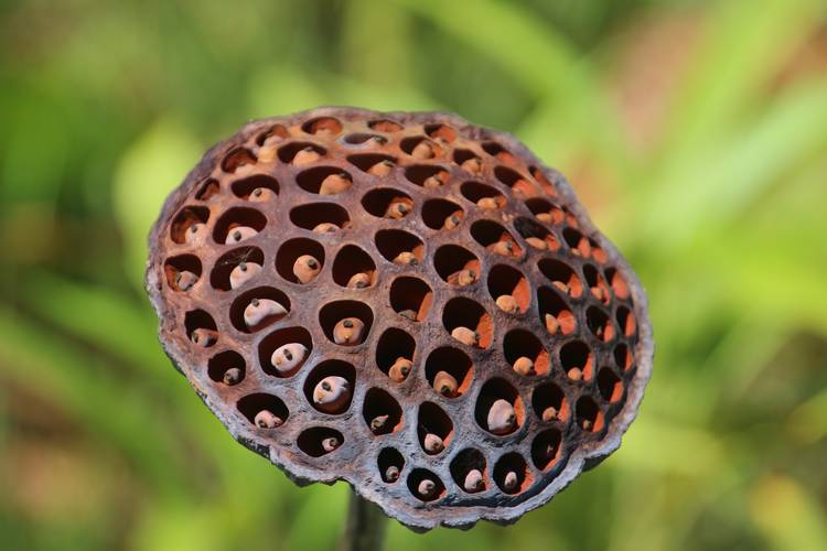 Lily seed head