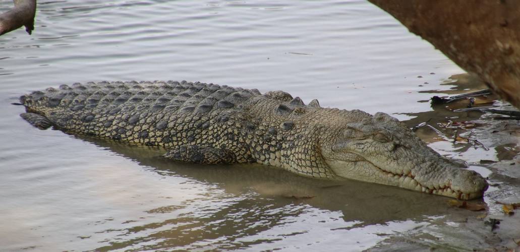 Saltwater crocodile