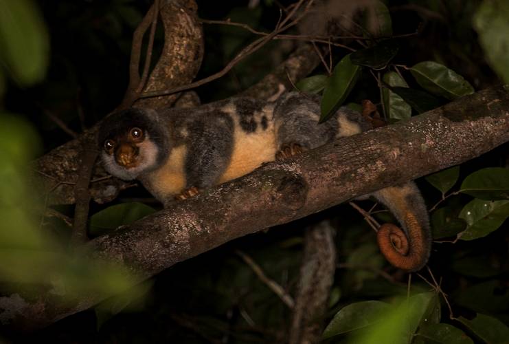 Common spotted cuscus